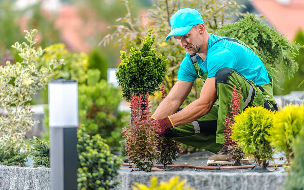 Plants and greenery at Yard Stop Garden Center